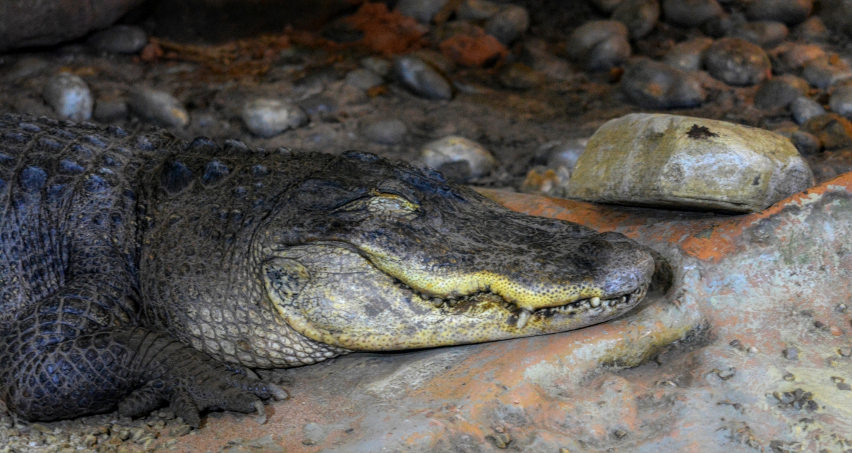 American Crocodile