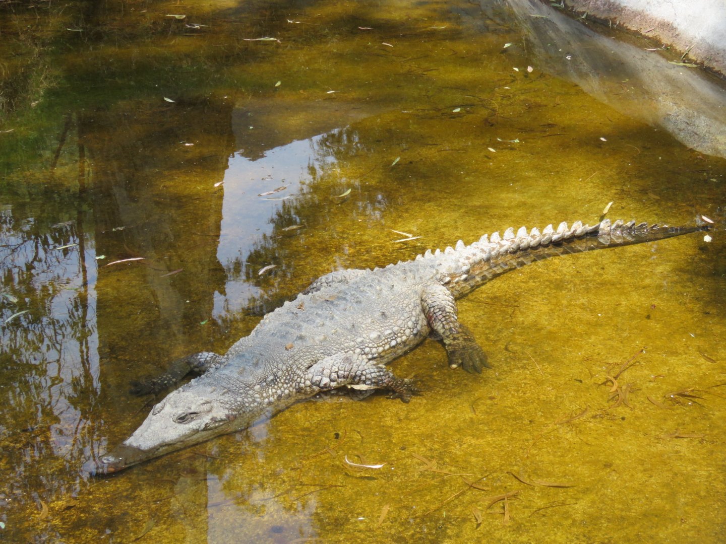 American crocodile
