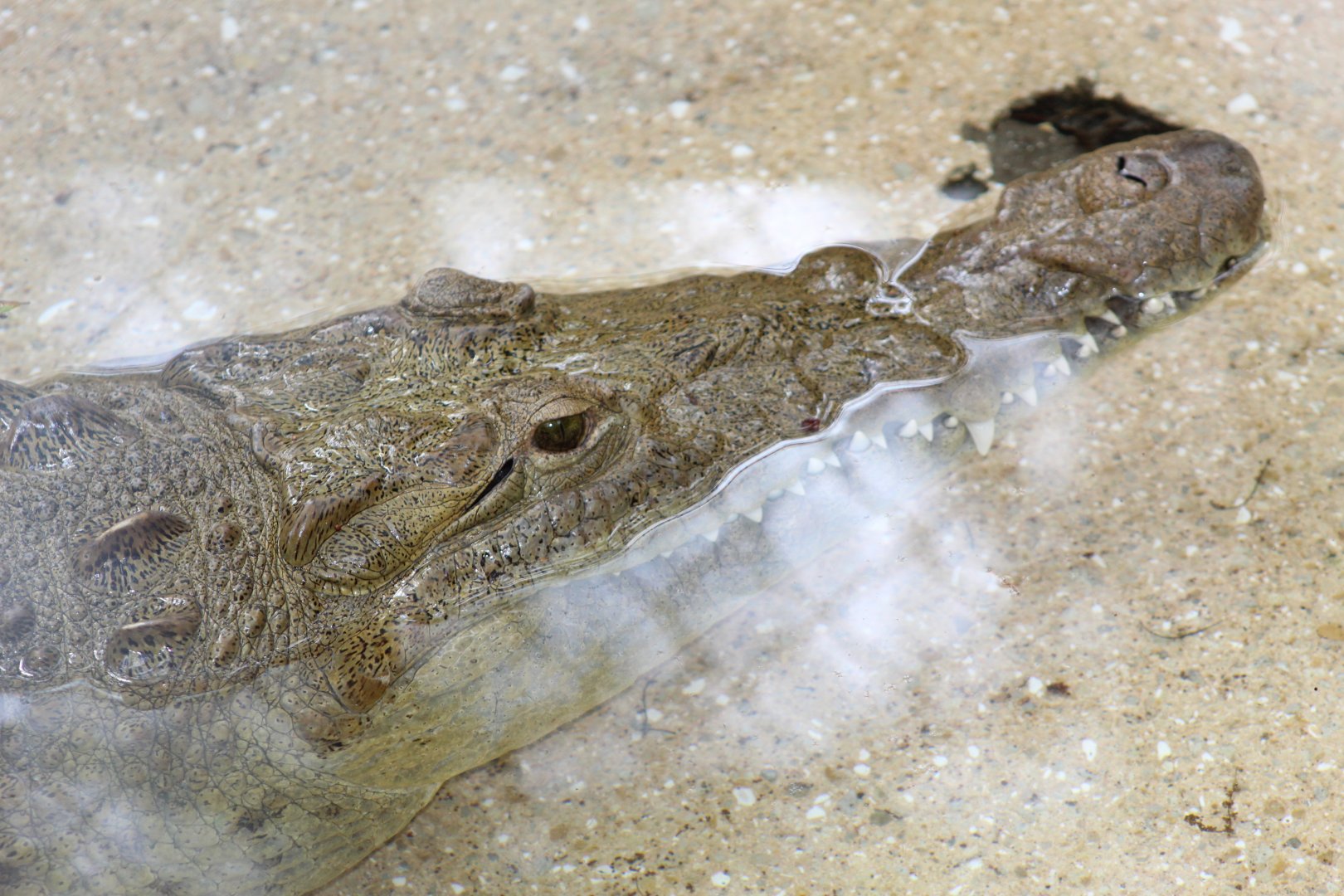 American Crocodile