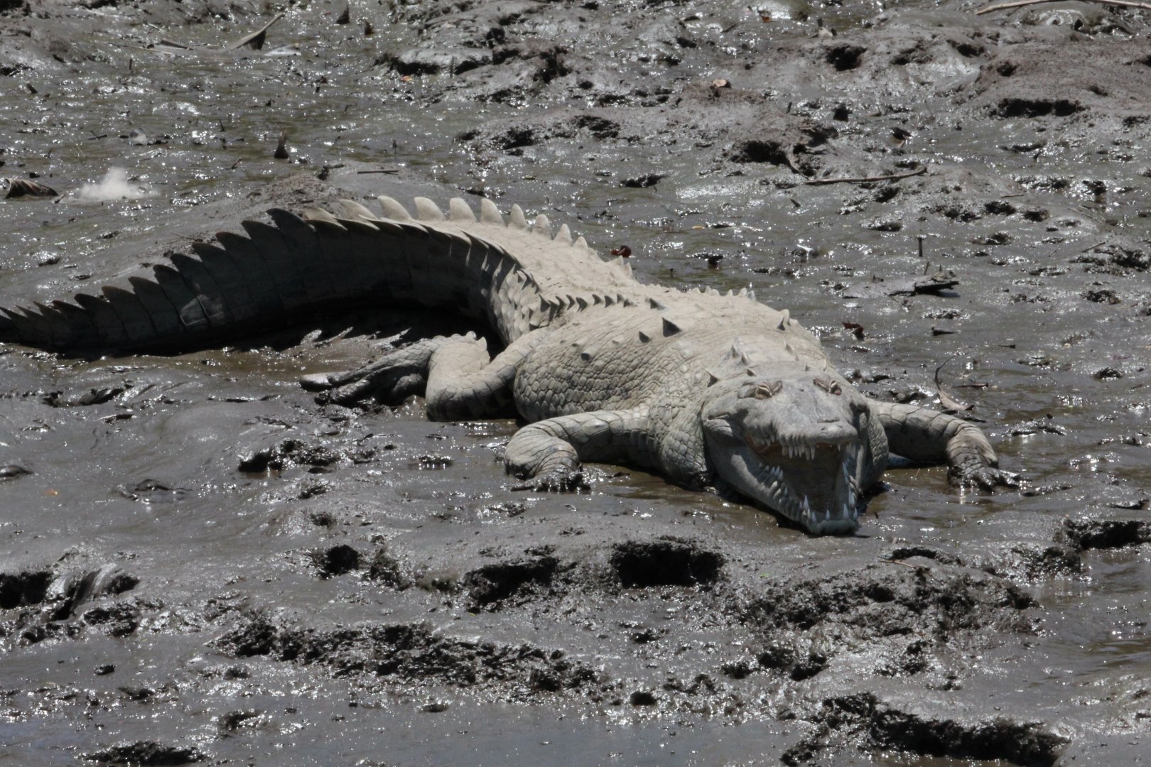 American Crocodile