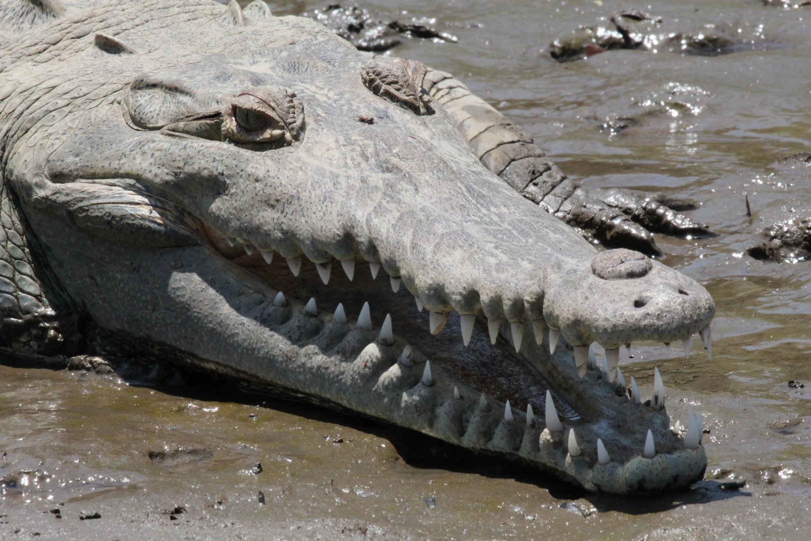 American Crocodile