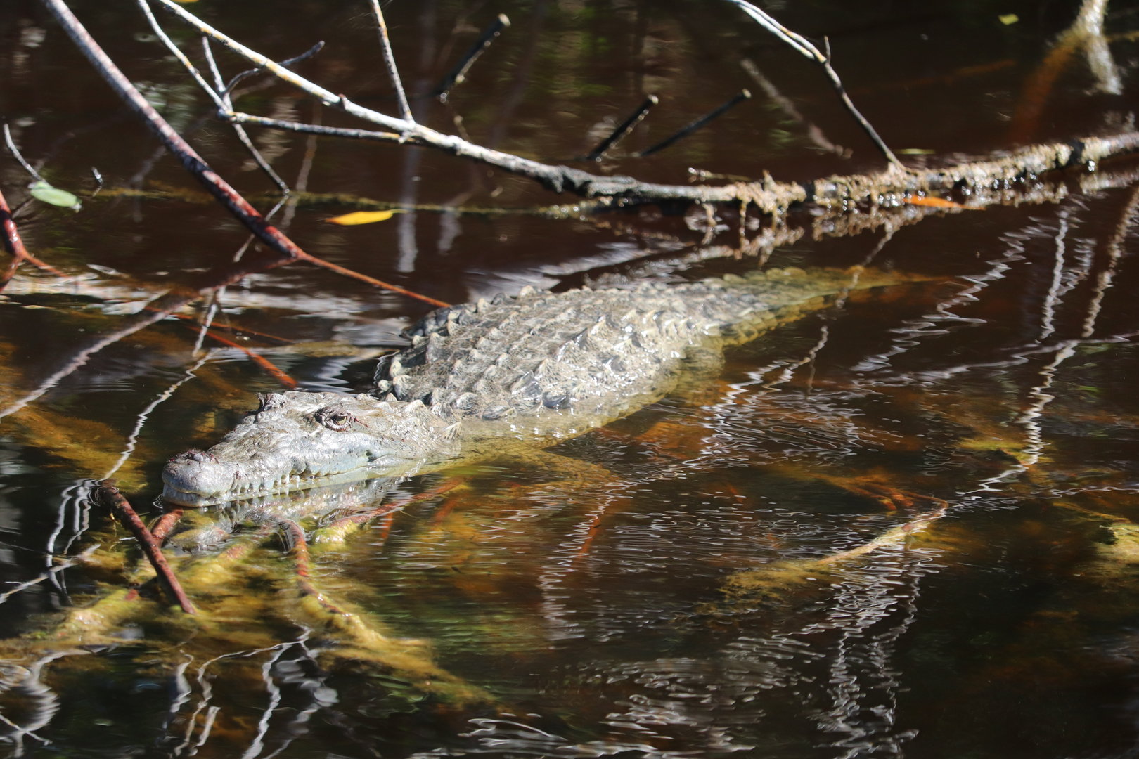 American Crocodile