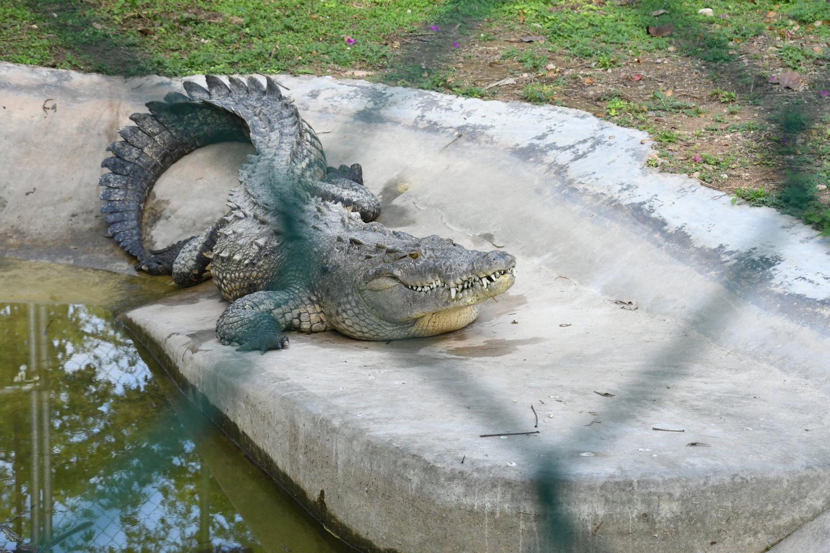 American Crocodile