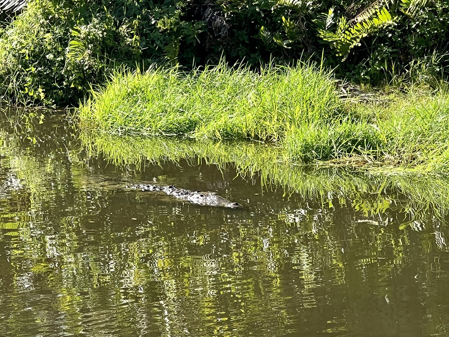 American Crocodile
