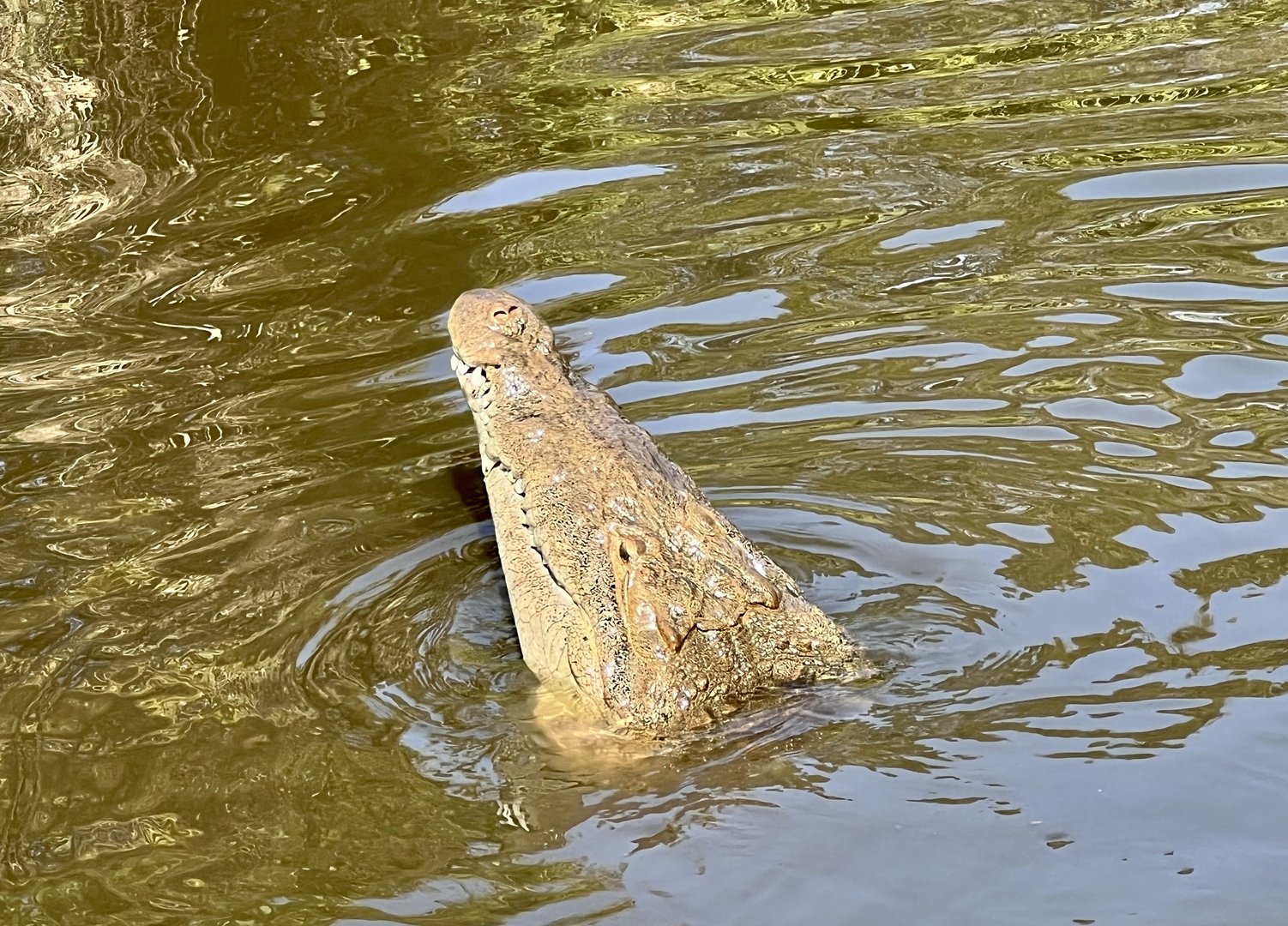 American Crocodile