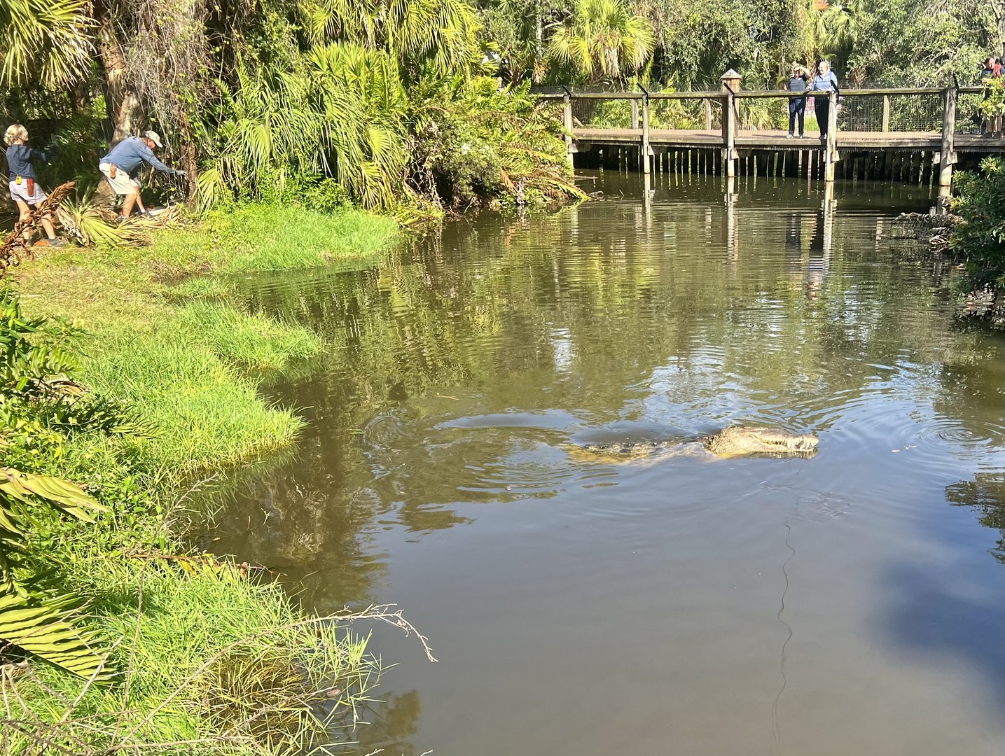 American Crocodile