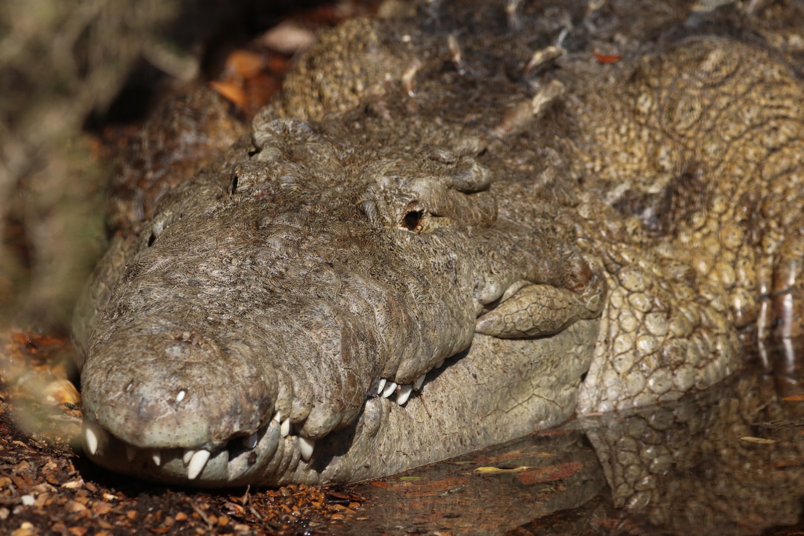American crocodile