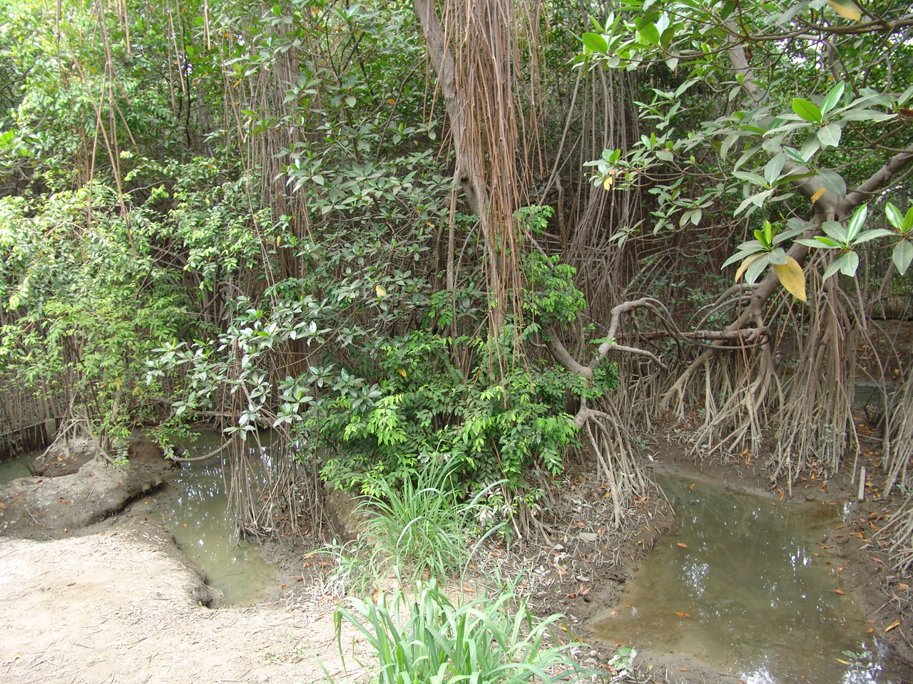 American Crocodile's (Crocodylus acutus) exhibit