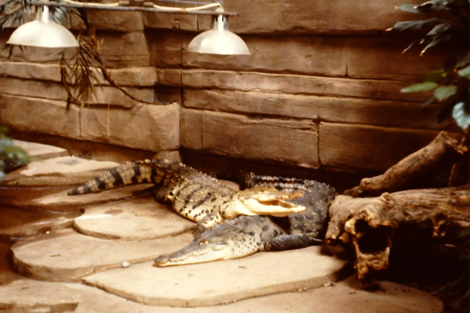 American crocodiles Twycross 22 July 1984