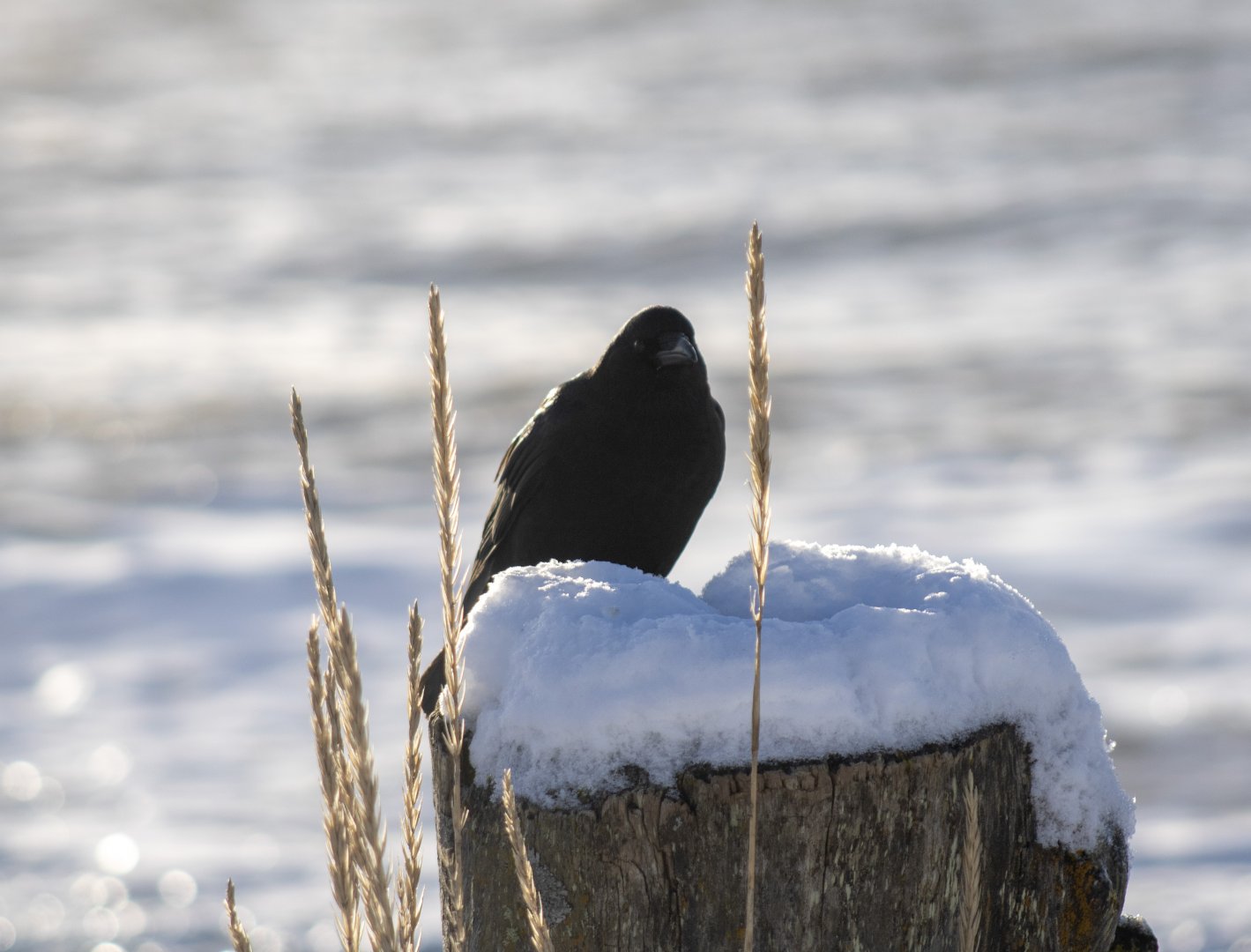 American Crow - Alaska