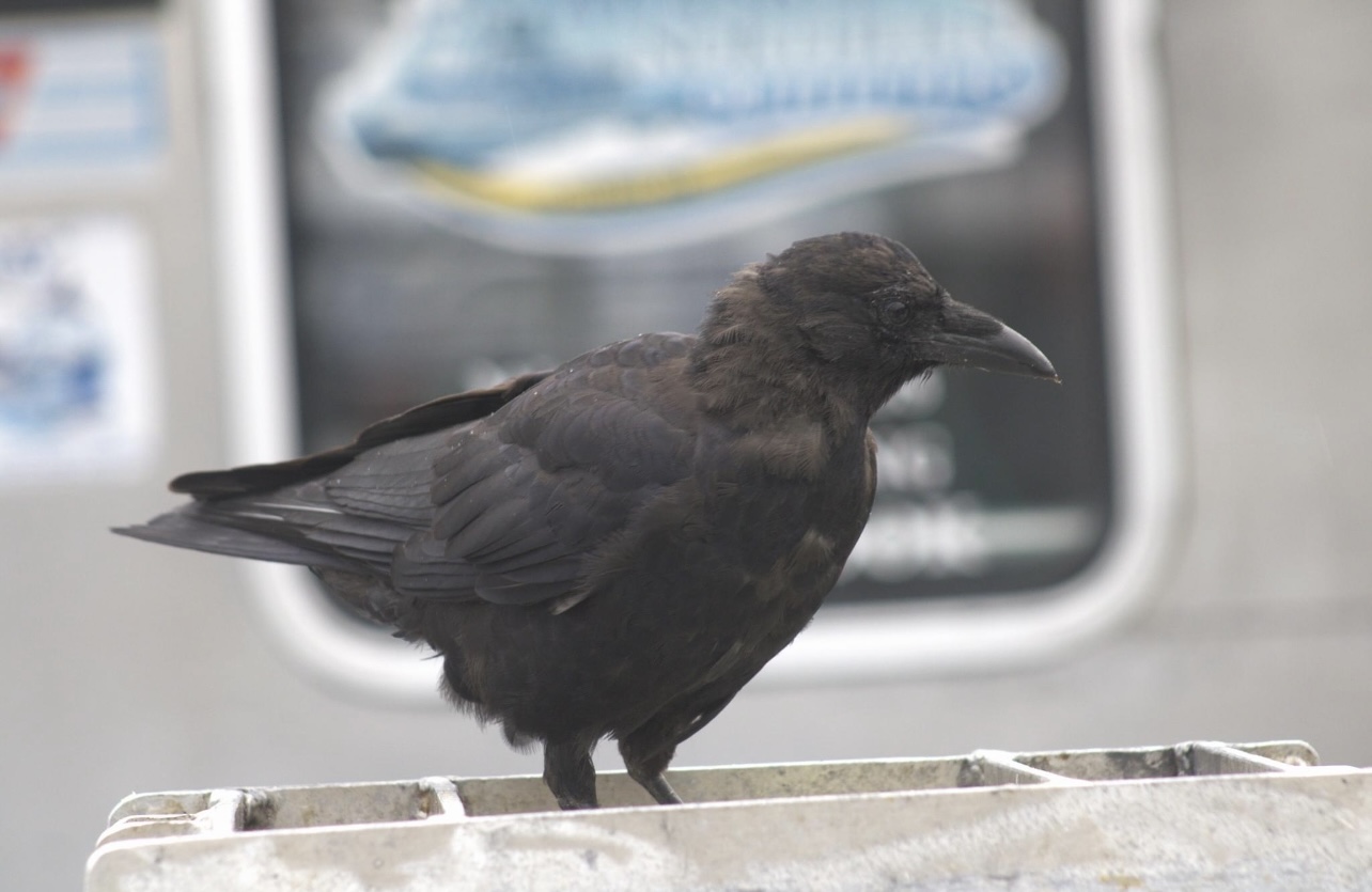American Crow - Alaska