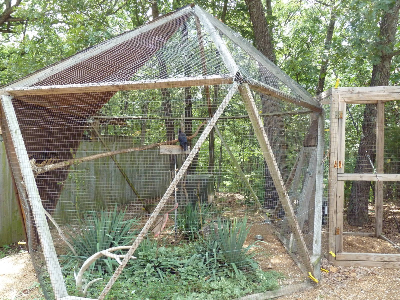 American Crow Aviary