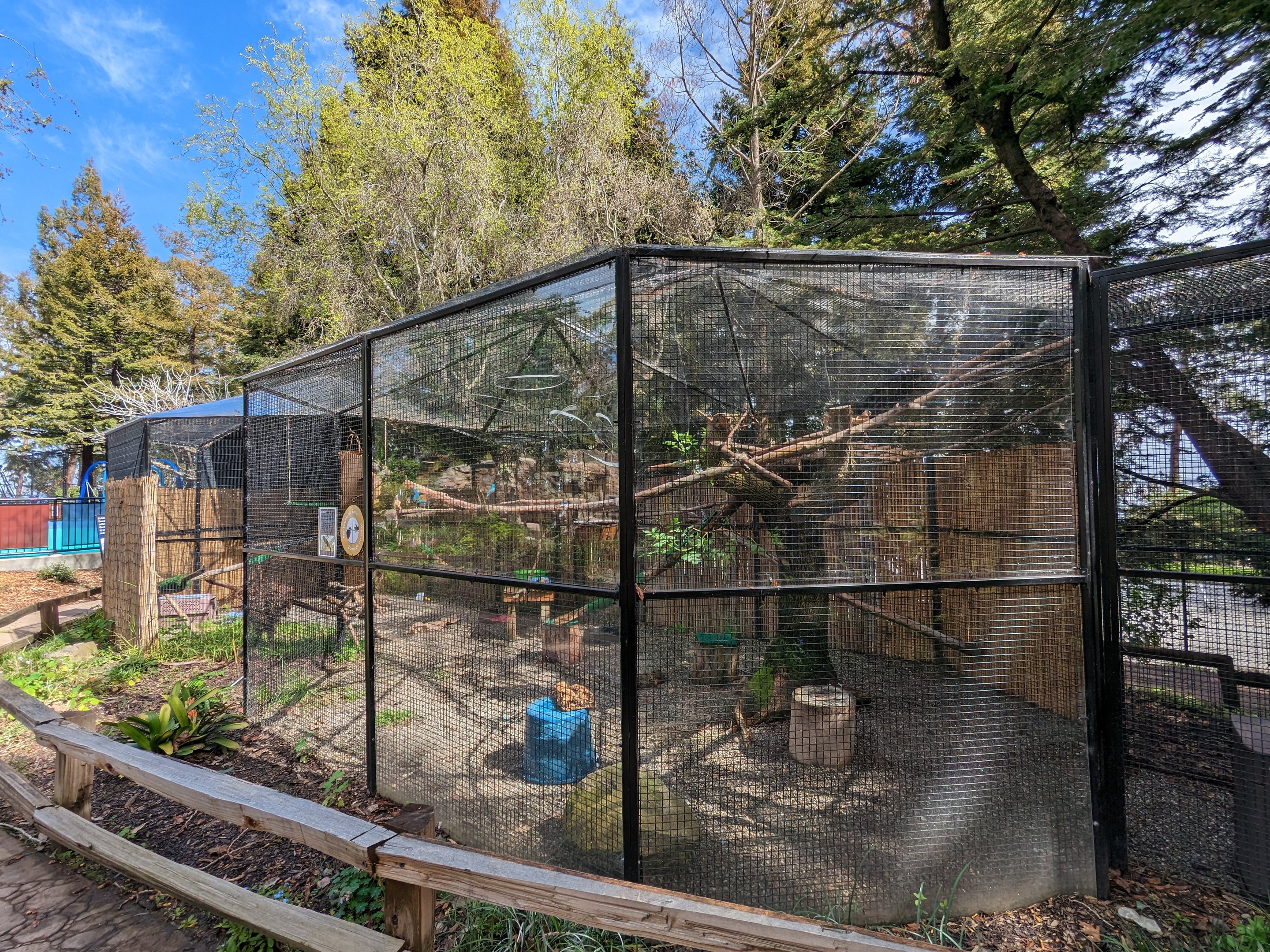 American crow aviary