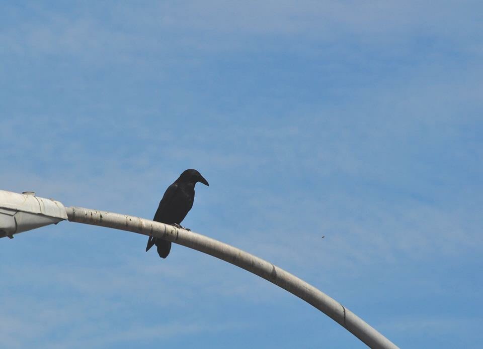 American Crow - California