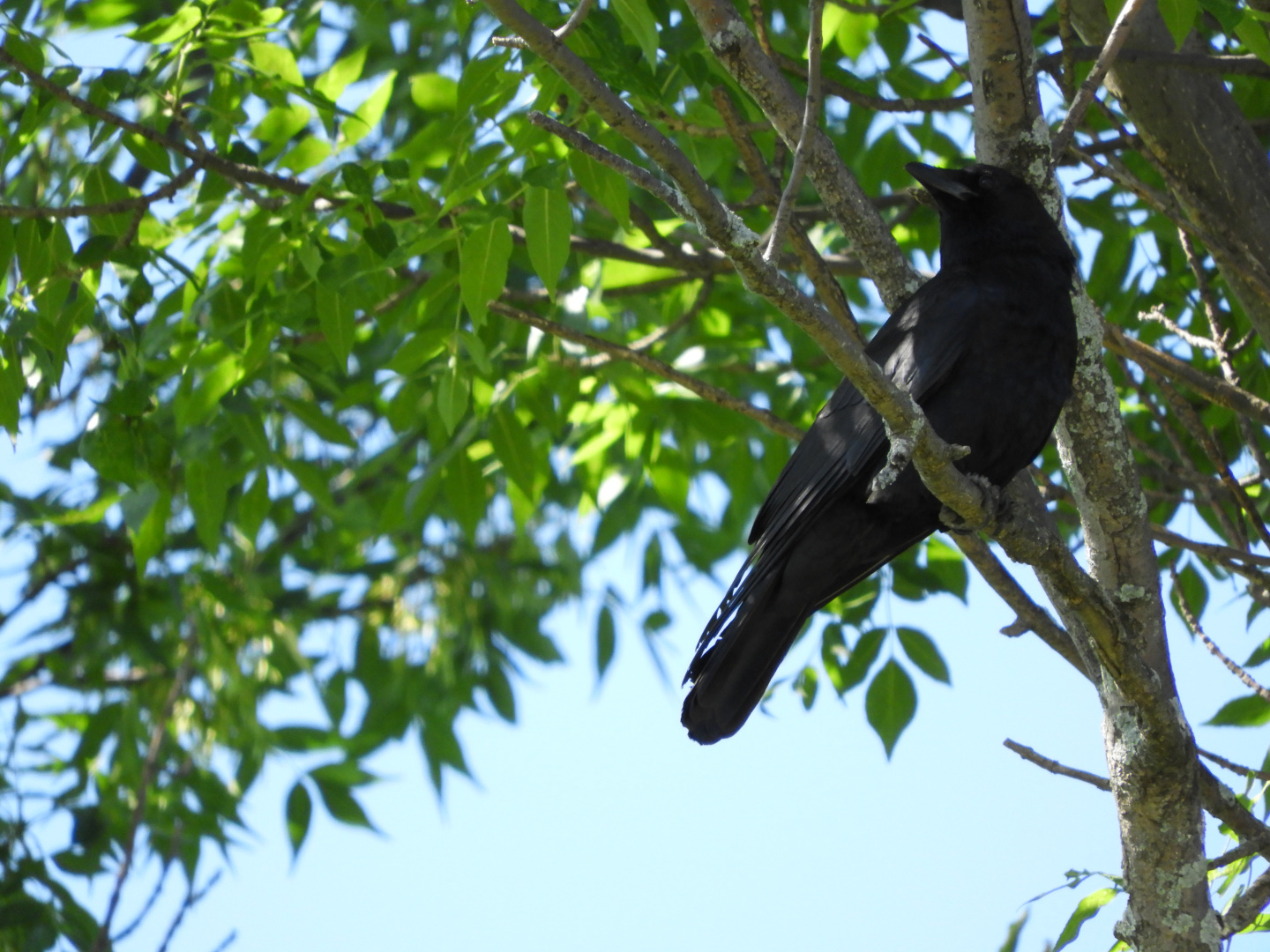 American Crow (Corvus brachyrhynchos)