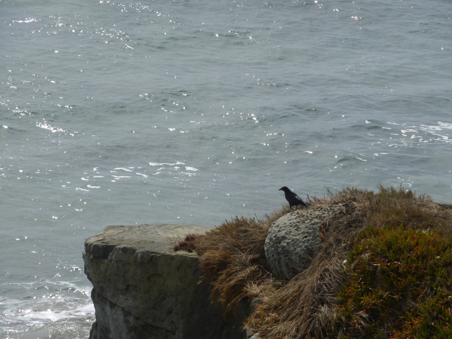 American Crow (Corvus brachyrhynchos)
