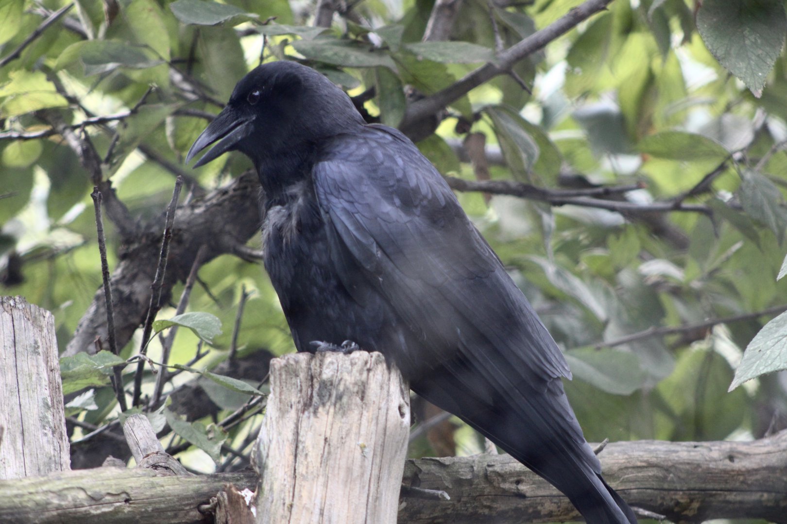American Crow (Corvus brachyrhynchos)