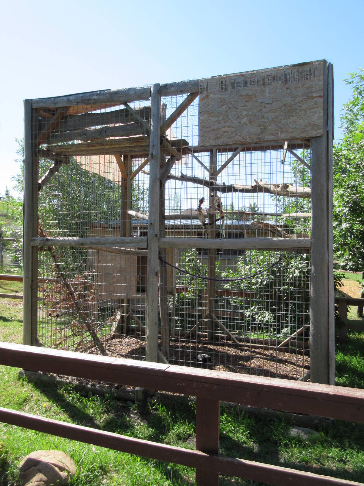 American Crow Exhibit