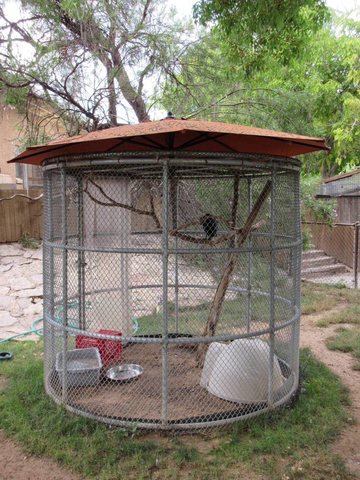 American Crow Exhibit