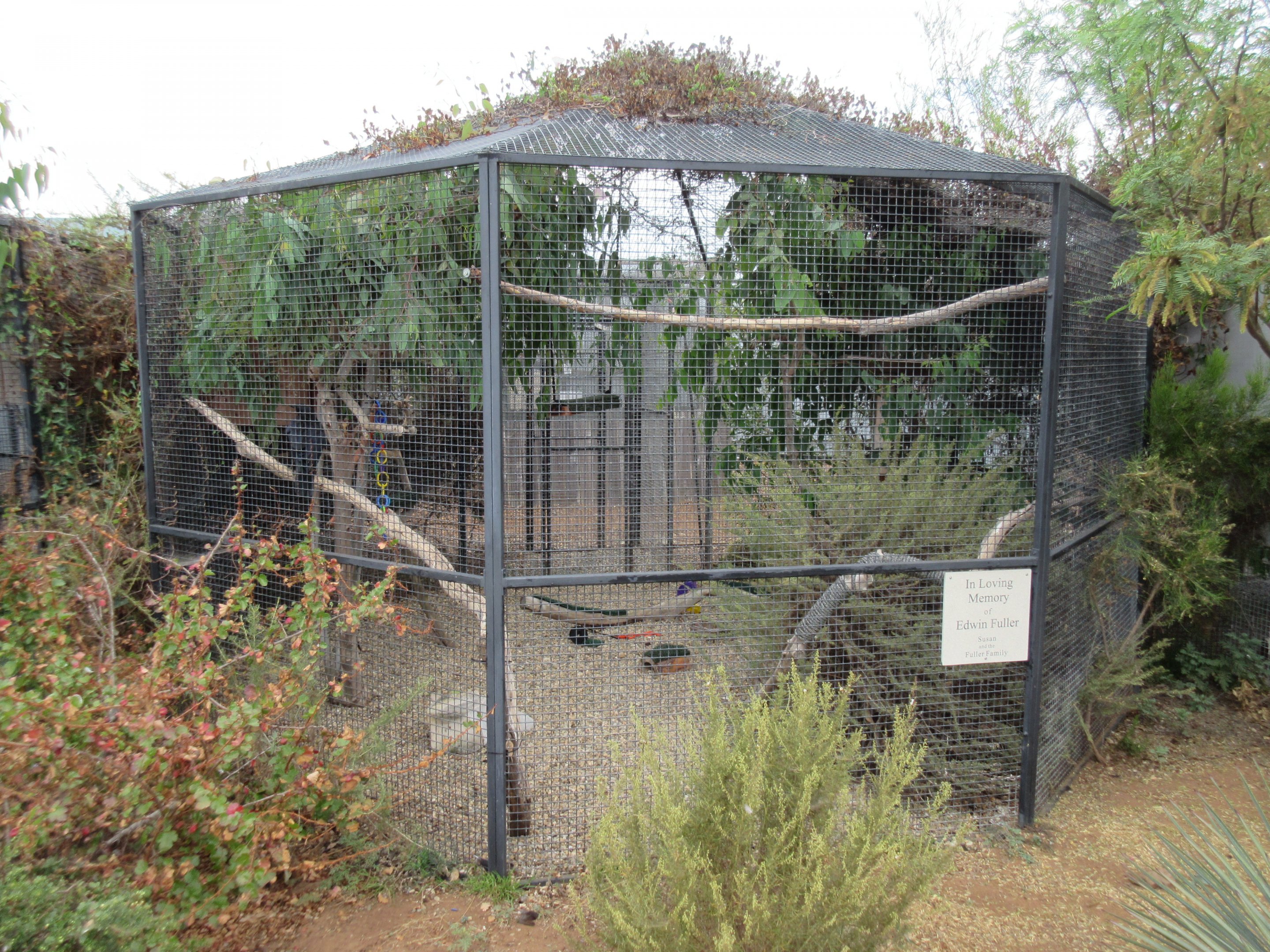 American Crow Exhibit