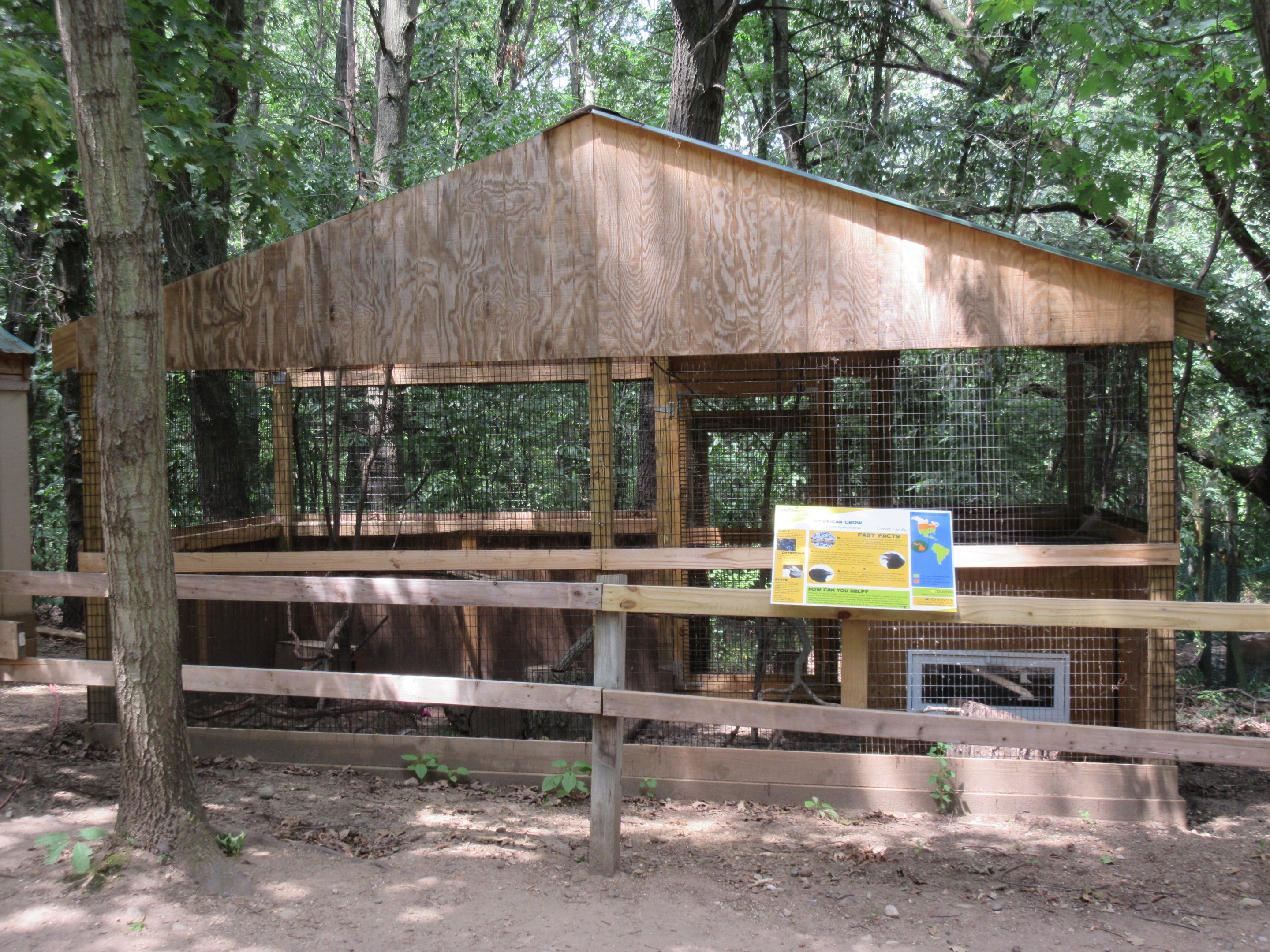 American Crow Exhibit
