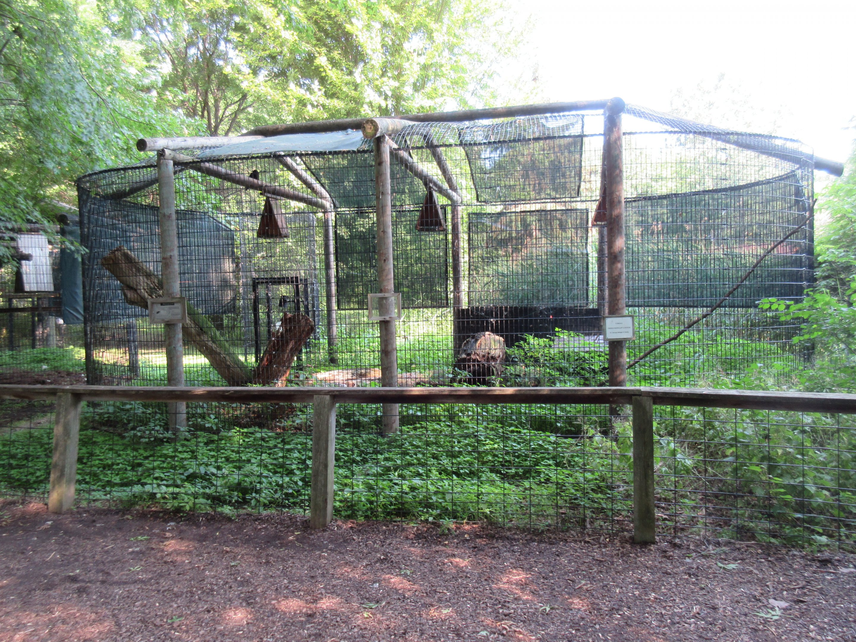 American Crow Exhibit
