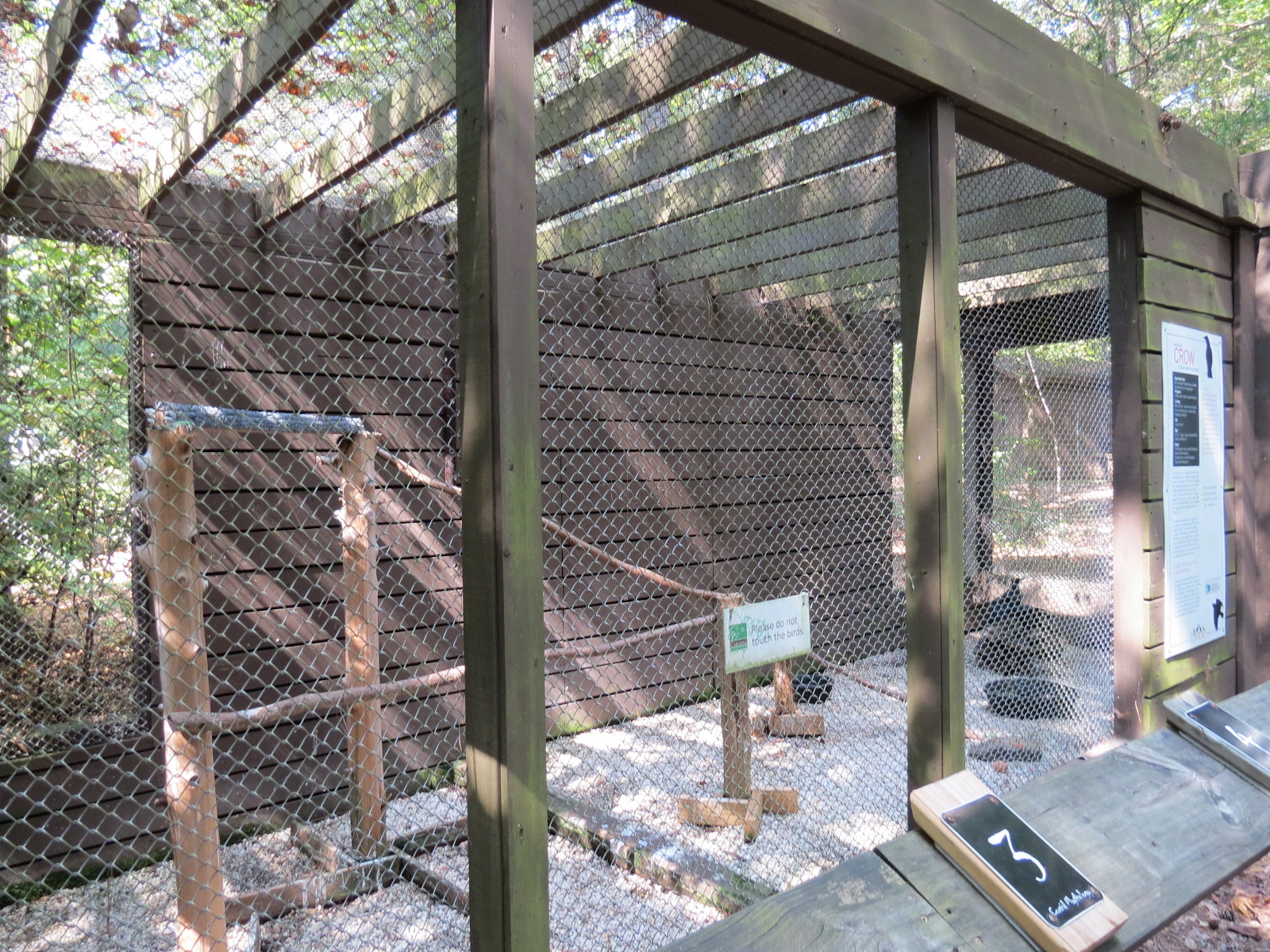 American Crow Exhibit