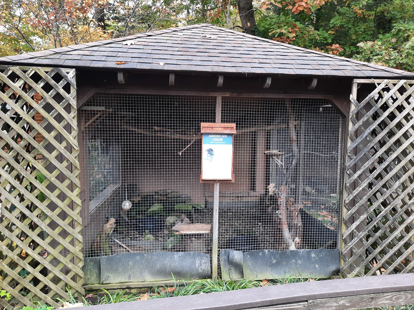 American Crow Exhibit