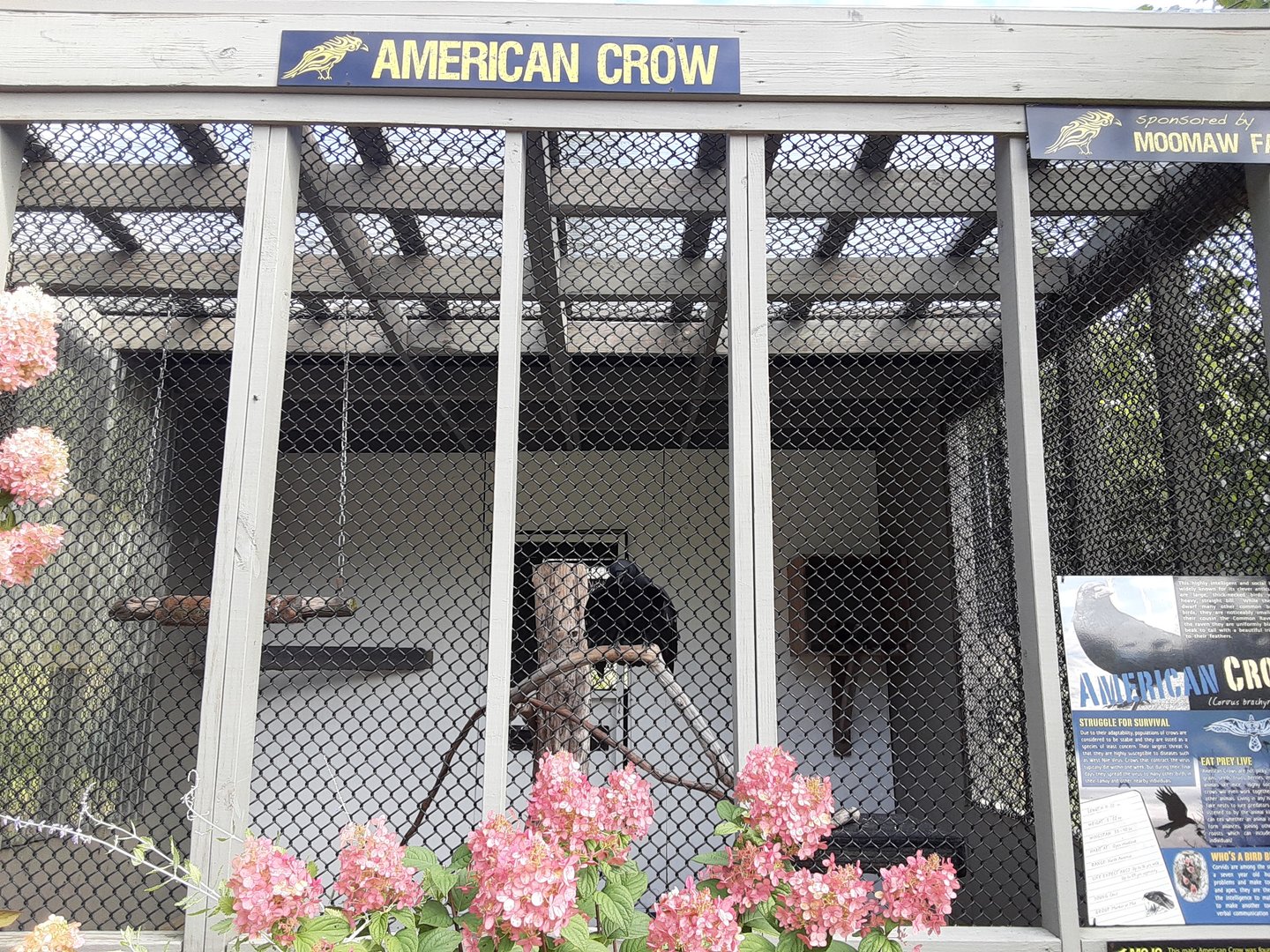 American Crow Habitat