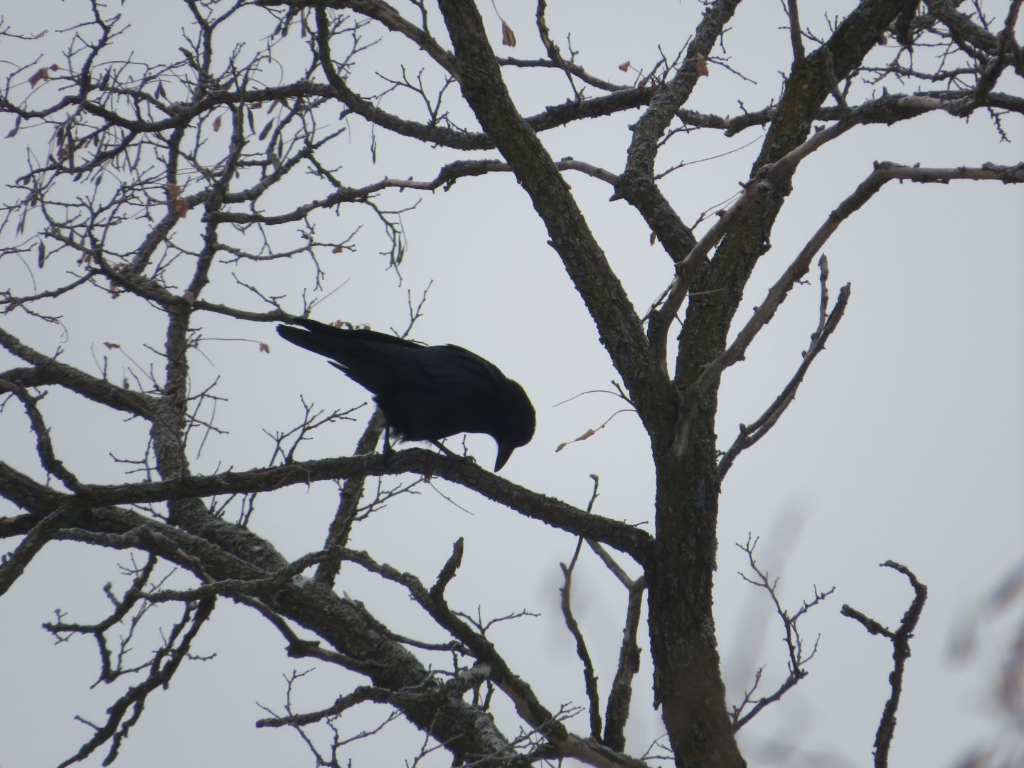 American Crow Silhouette