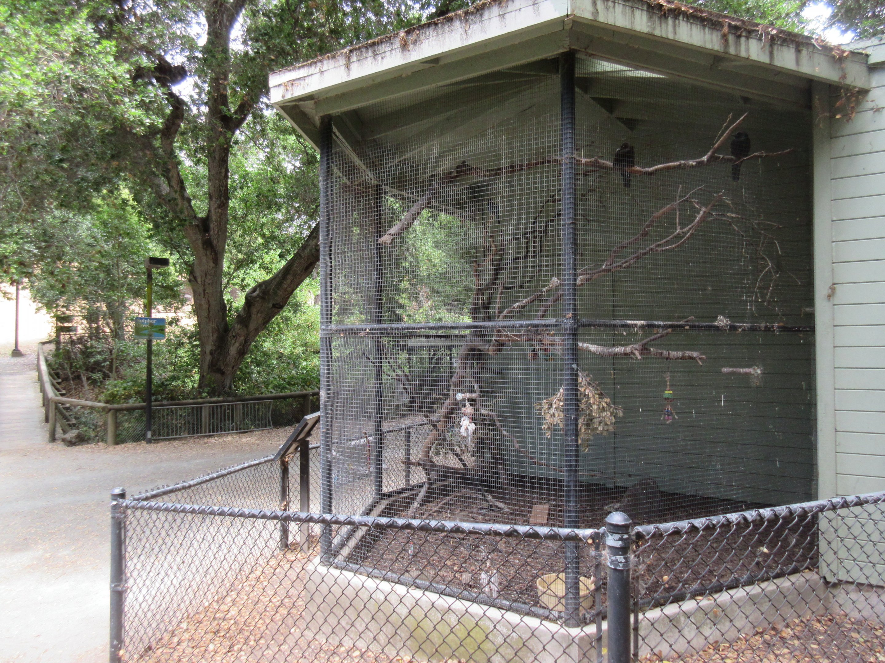 American Crow/Steller's Jay Exhibit