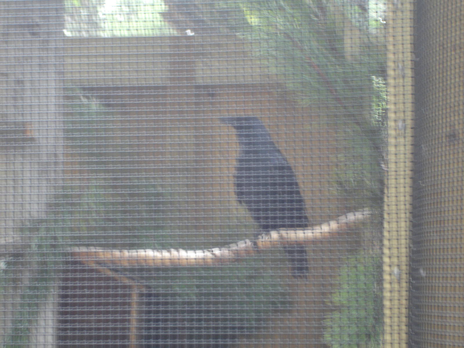 American Crow