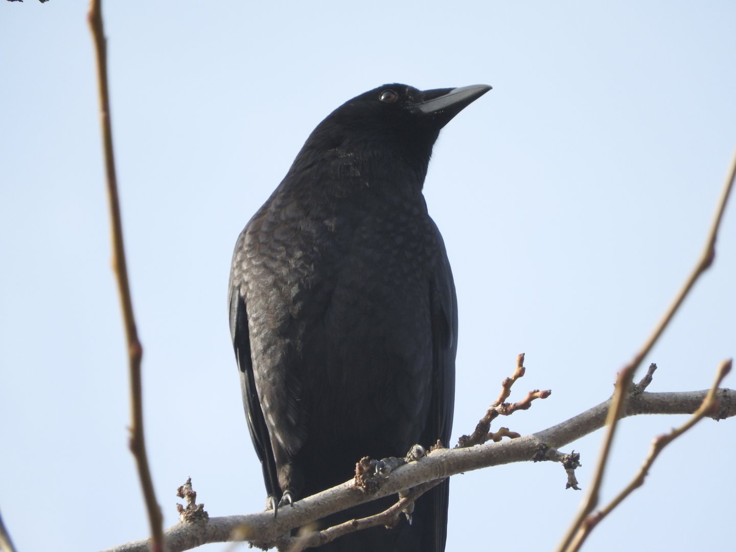 American Crow