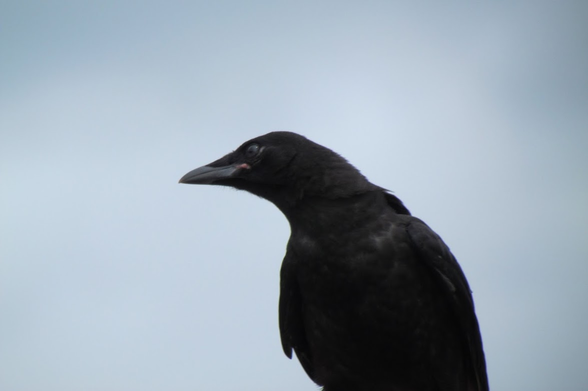 American Crow