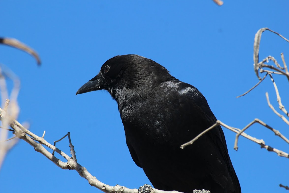 American Crow