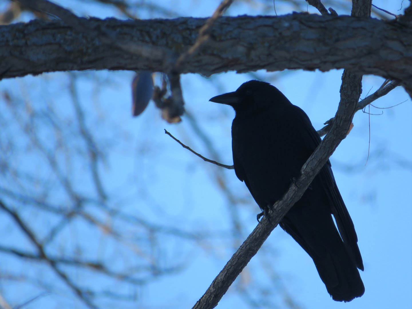 American crow