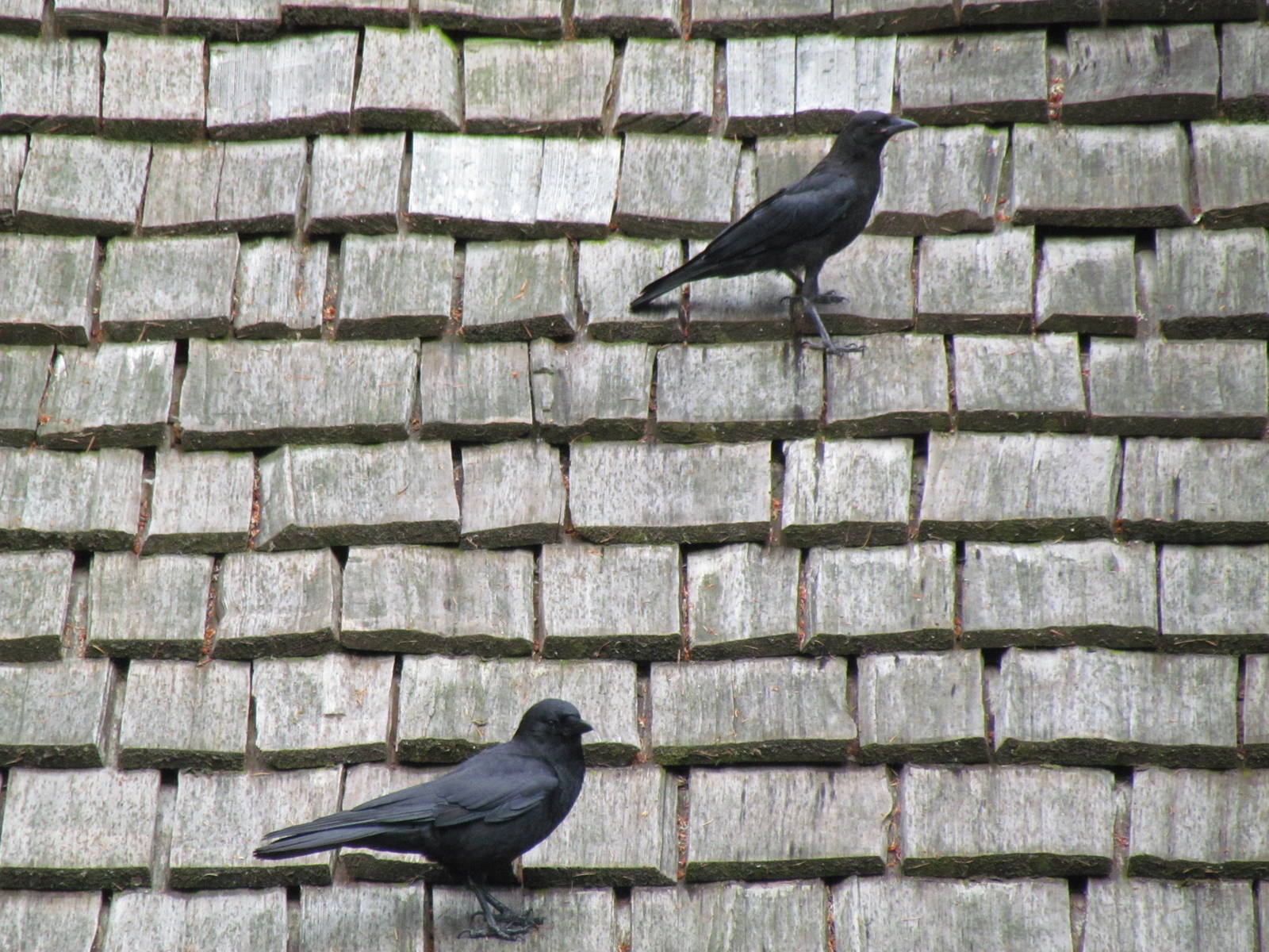 American Crows (wild)