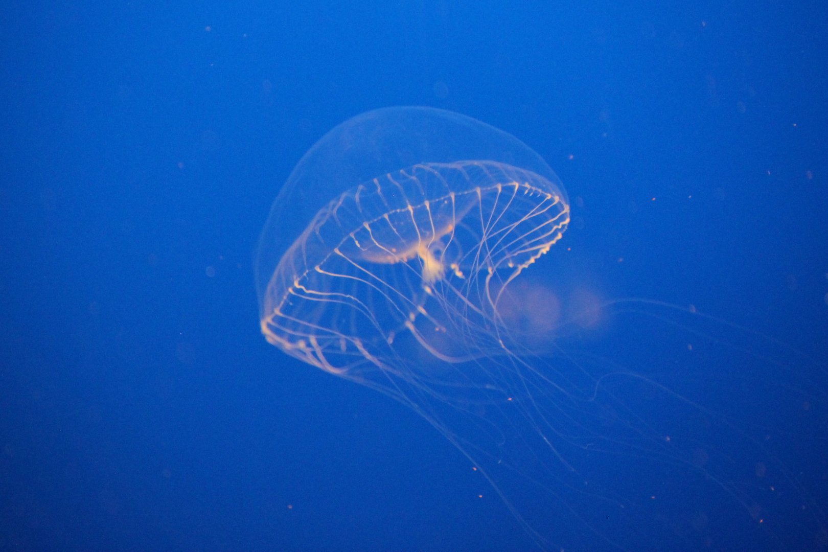 American crystal jelly (Aequorea vitrina)