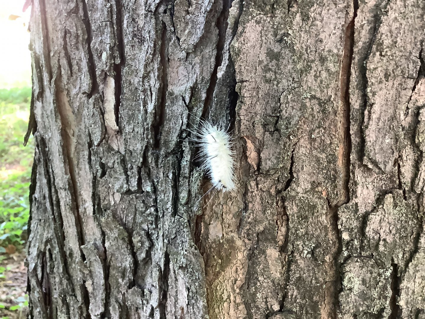 American Dagger Moth Caterpillar
