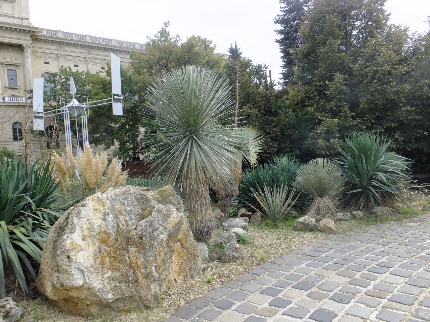 American desert plants 1.