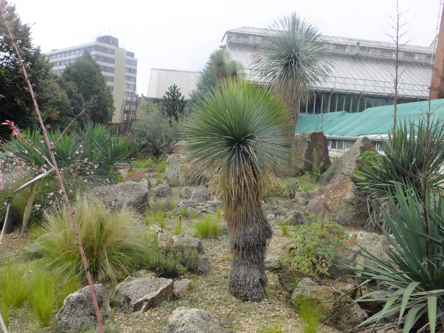 American desert plants 2.