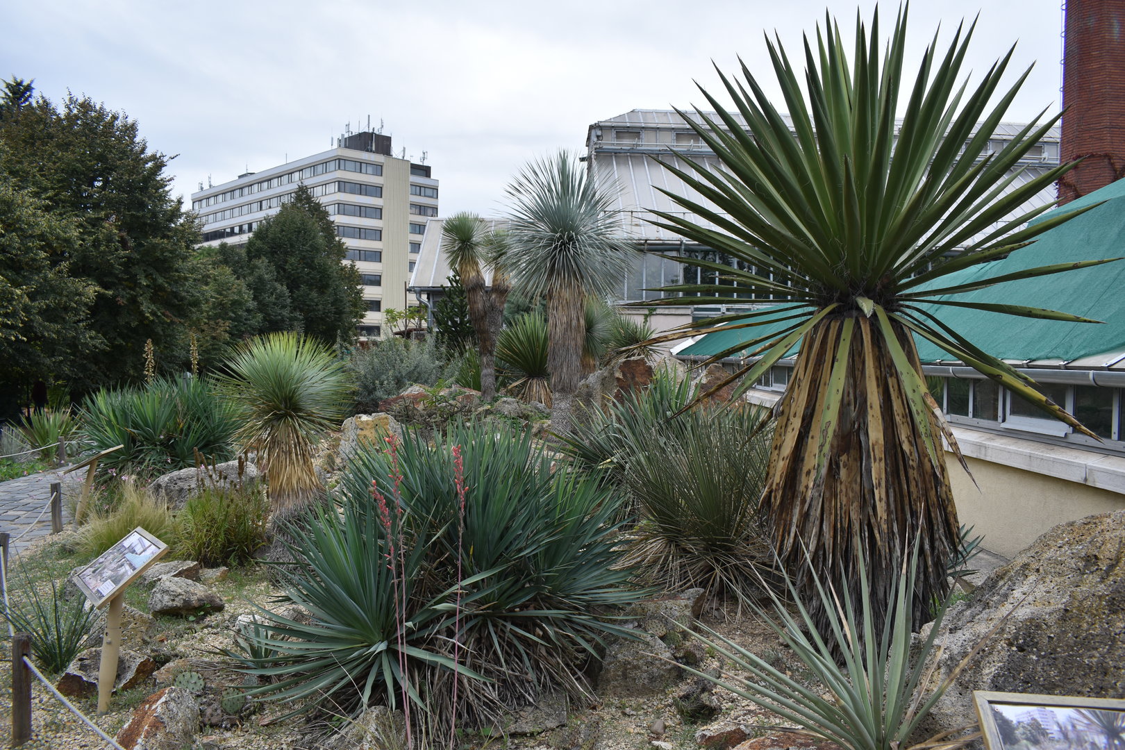 American desert plants