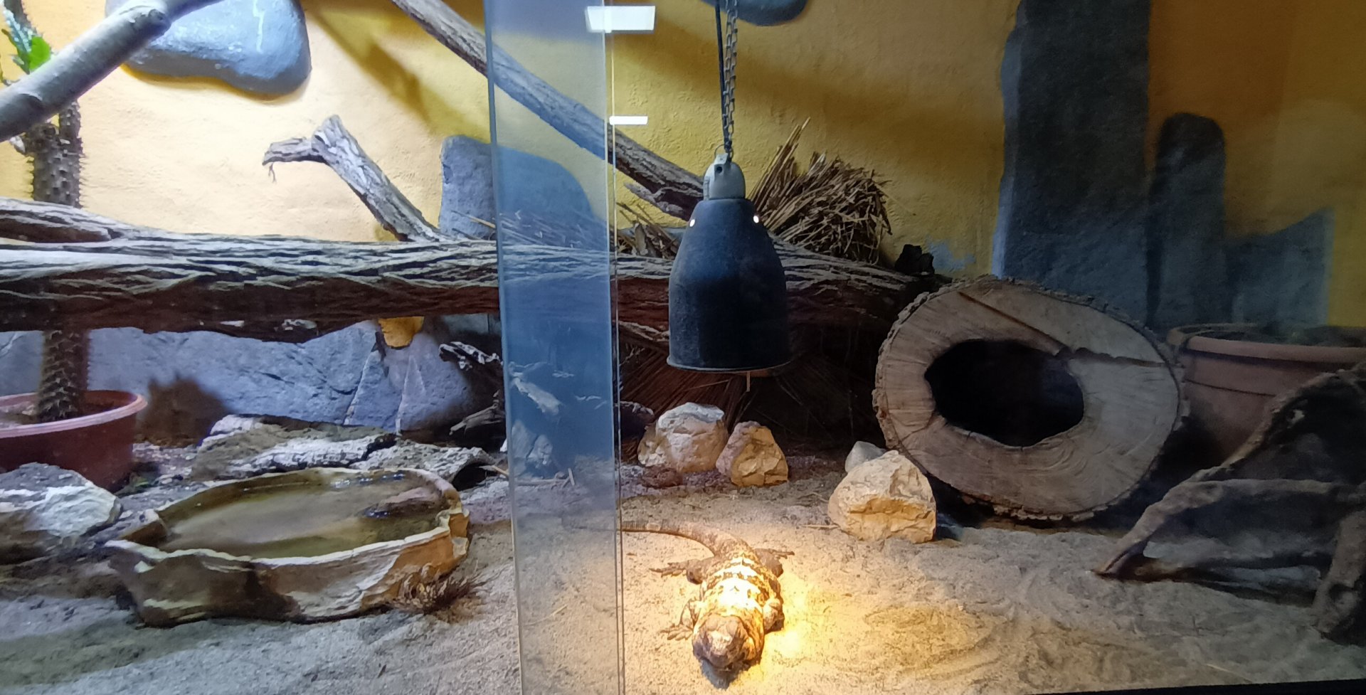 American Deserts Habitat