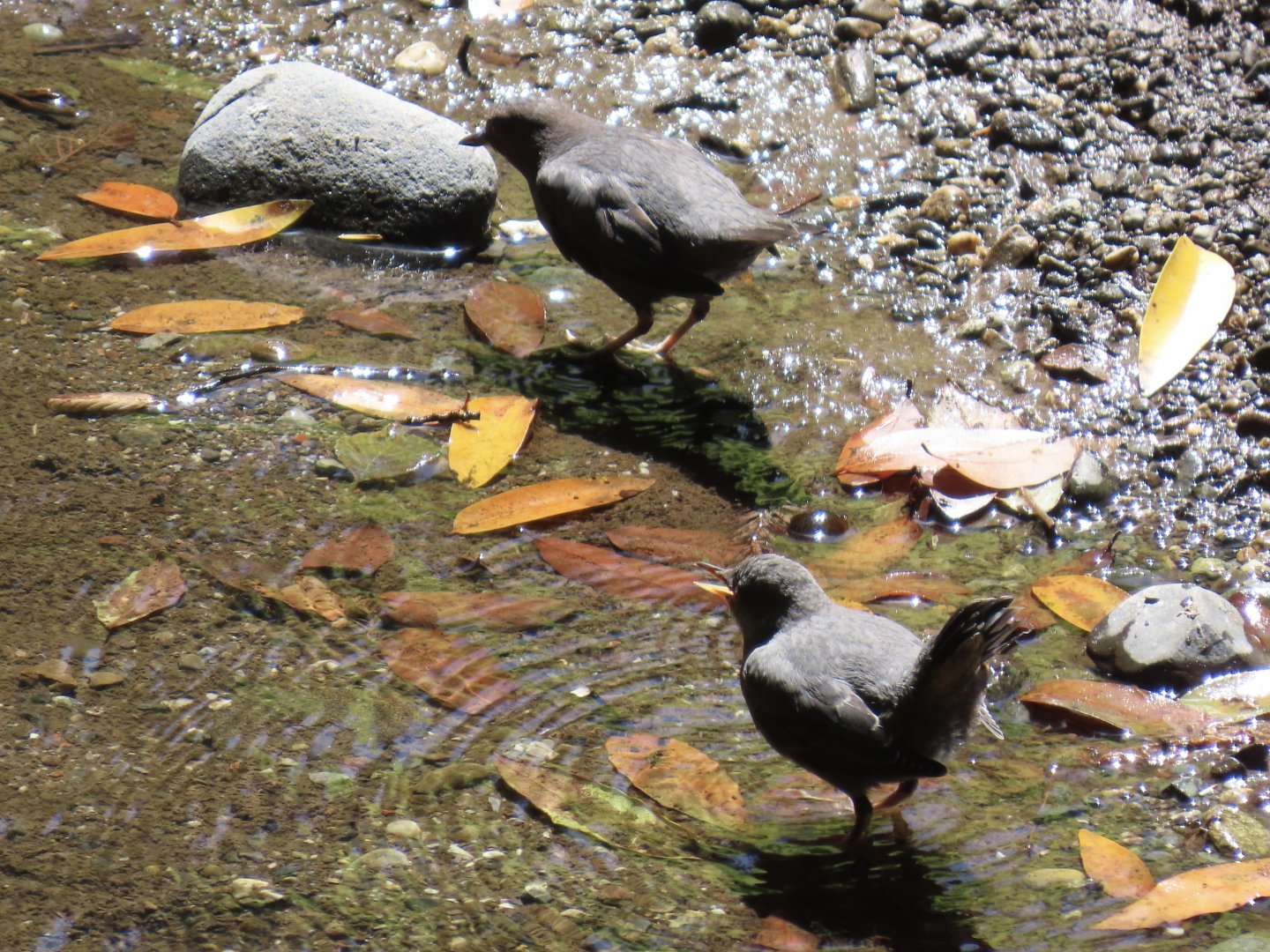American Dipper (Cinclus mexicanus)