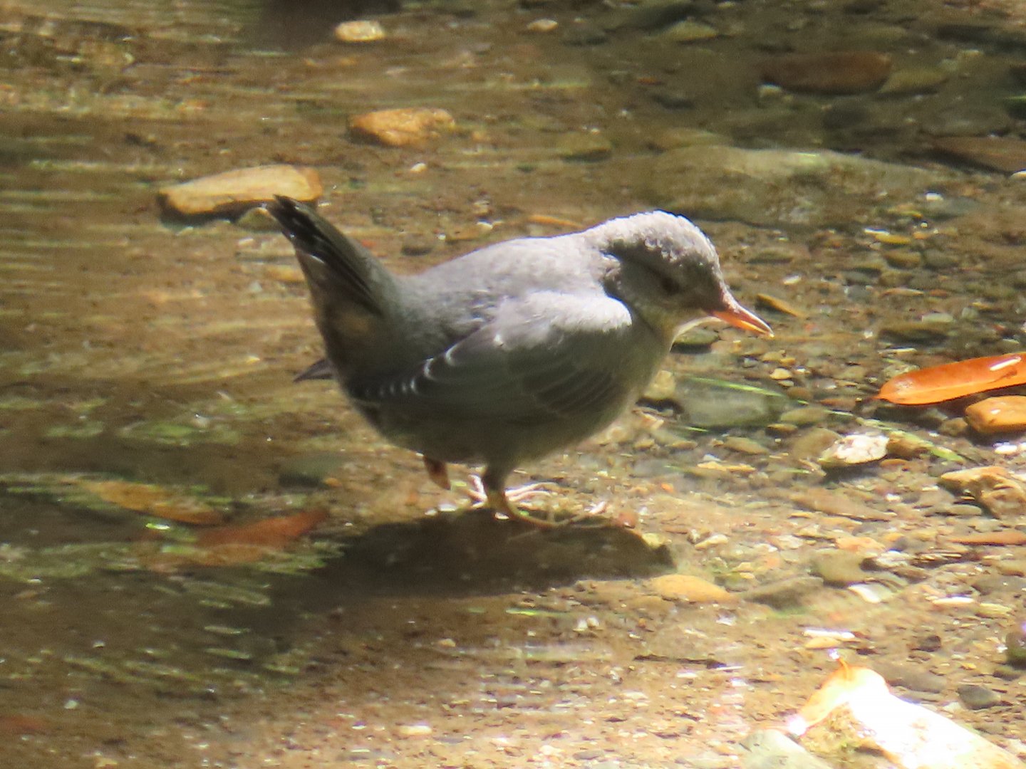 American Dipper (Cinclus mexicanus)