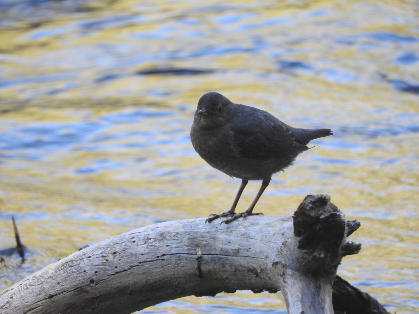 American Dipper