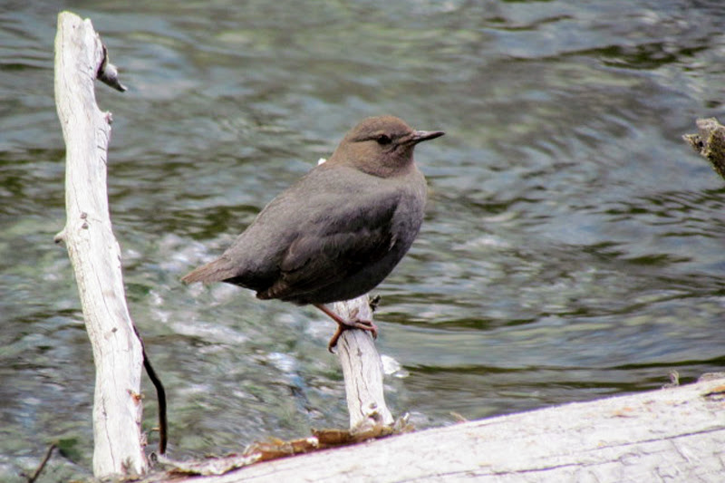 American Dipper