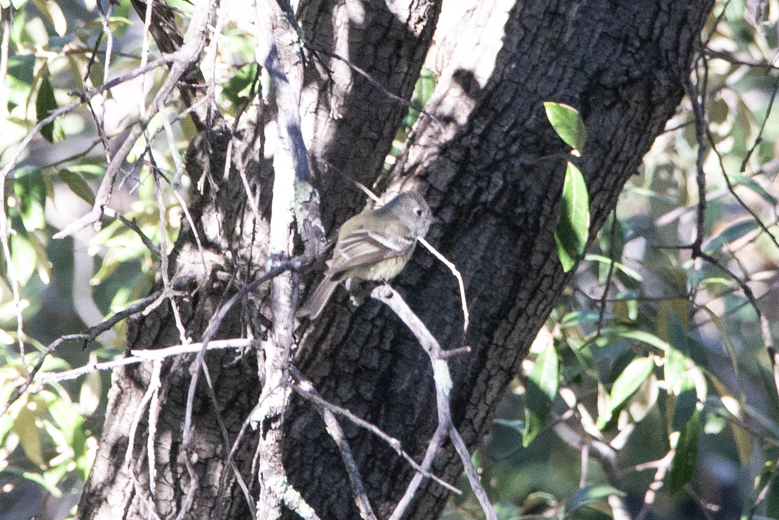 American Dusky Flycatcher- Empidonax oberholseri