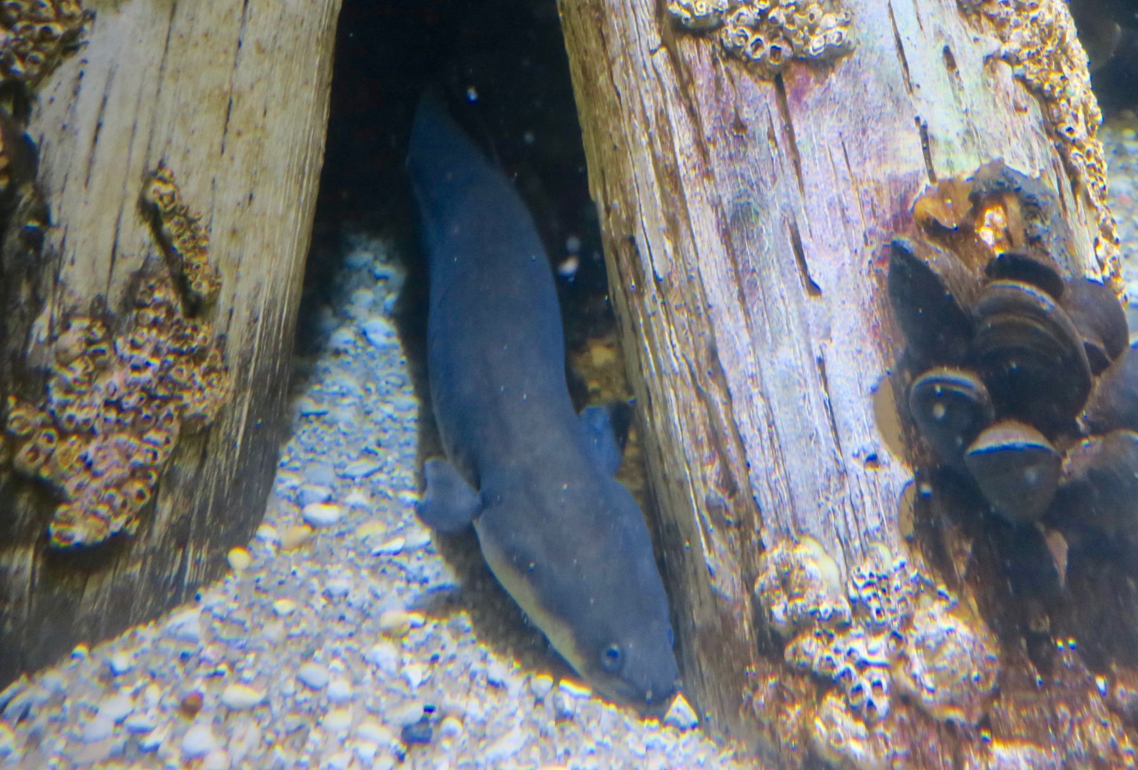 American Eel (Anguilla rostrata)