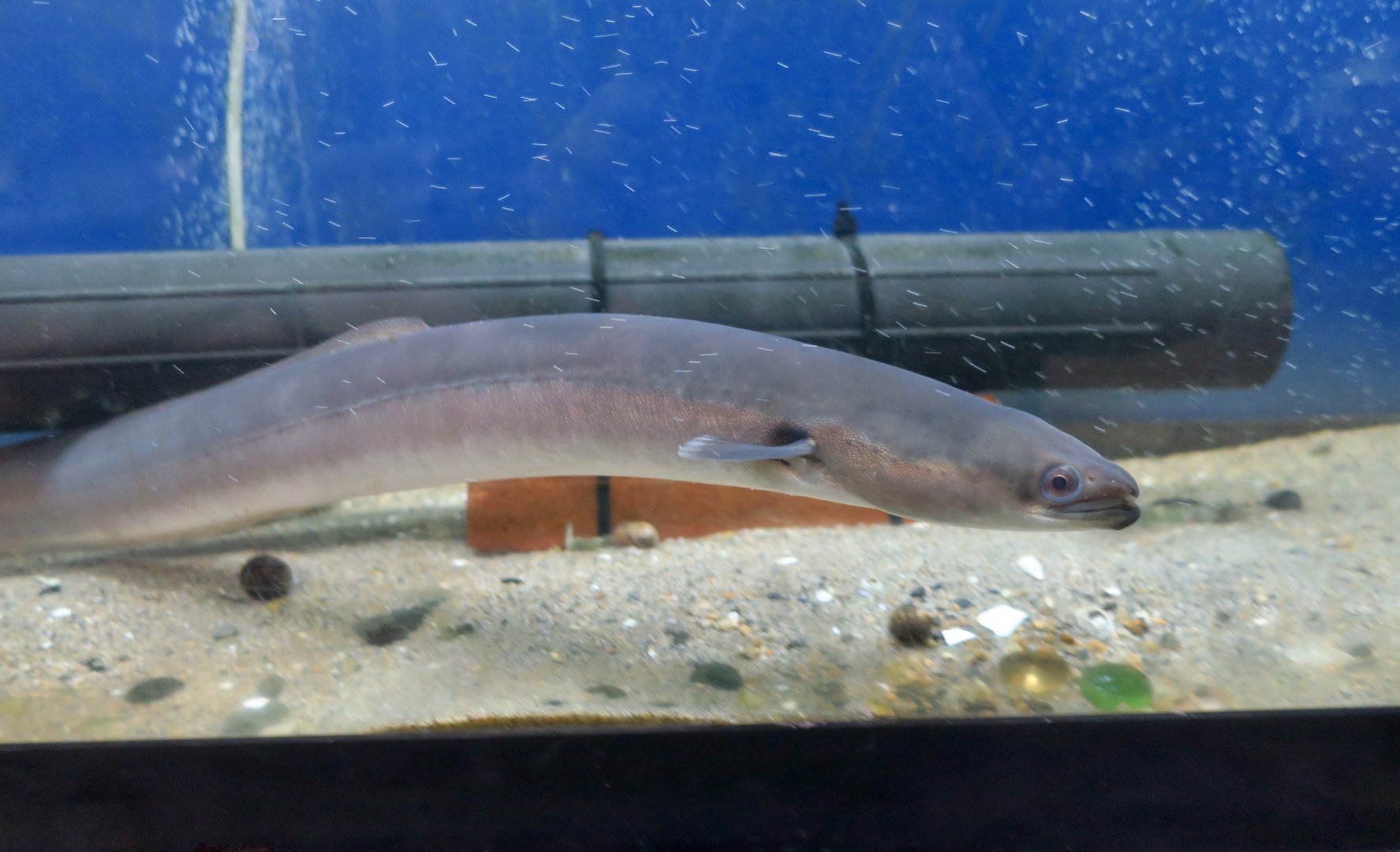 American Eel (Anguilla rostrata)
